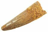 Juvenile Fossil Spinosaurus Tooth - Real Dinosaur Tooth #297323-1